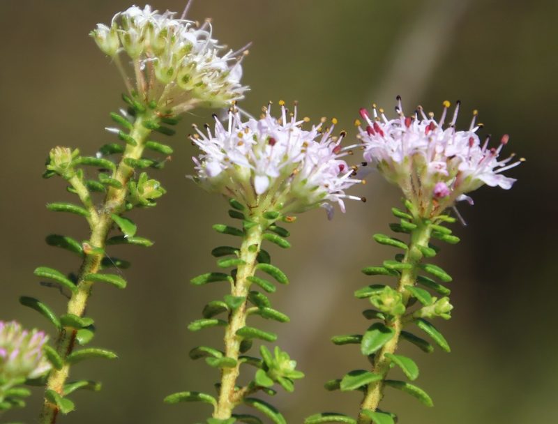 Agathosma ciliata, photographed by Tony Rebelo
