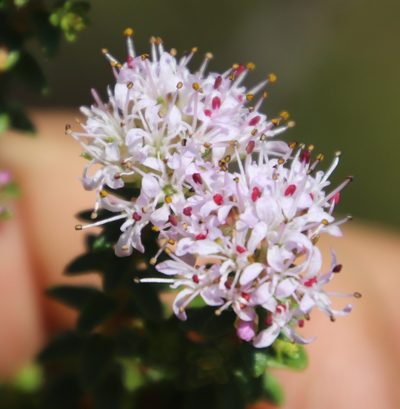 Agathosma ciliata, photographed by Tony Rebelo