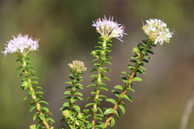 Agathosma ciliata, photographed by Tony Rebelo