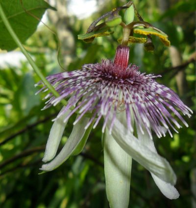 Passiflora miersii, photographed by Márcia Martins
