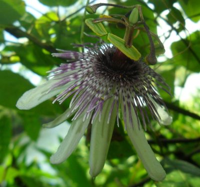 Passiflora miersii, photographed by Márcia Martins
