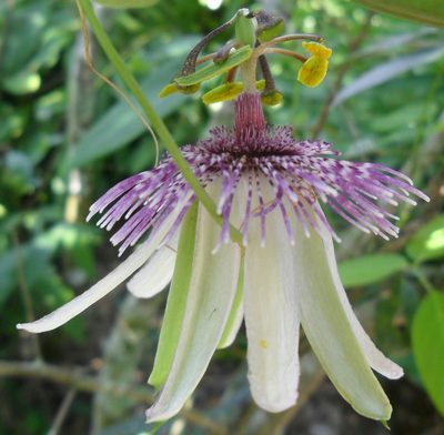 Passiflora miersii, photographed by Márcia Martins