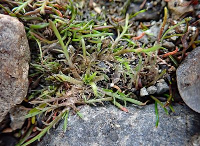 Leptinella maniototo, photographed by Peter de Lange