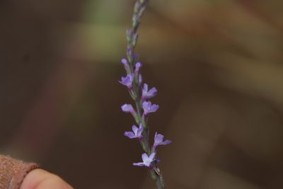 Verbena menthifolia, photographed by Millie Basden