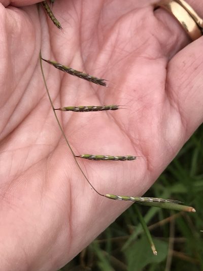 Pleuropogon californicus, photographed by Barbara Banfield