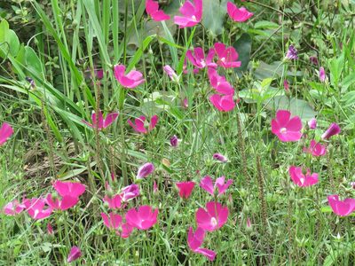 Callirhoe papaver, photographed by Laura Clark