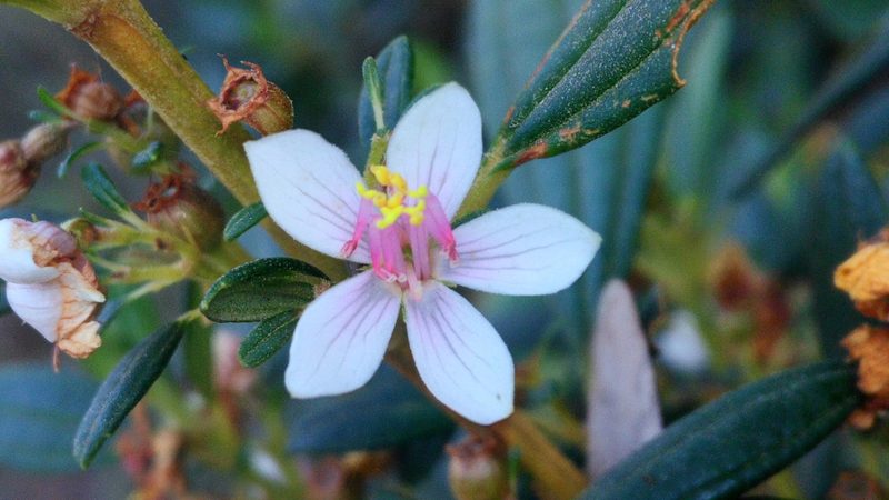 Microlicia parviflora, photographed by Márcia Martins