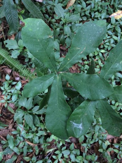 Quercus germana, photographed by Juan J. Morales-Trejo
