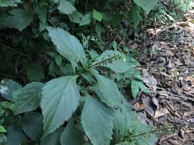 Ocimum carnosum, photographed by Juan J. Morales-Trejo