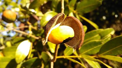 Copaifera langsdorffii, photographed by Márcia Martins