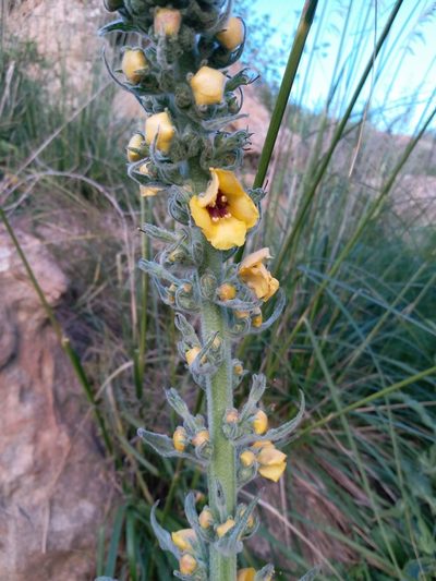 Verbascum rotundifolium, photographed by Aissa Djamel Filali