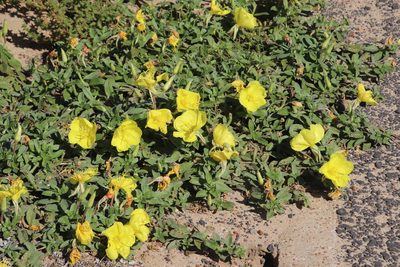 Oenothera indecora, photographed by Tony Rebelo