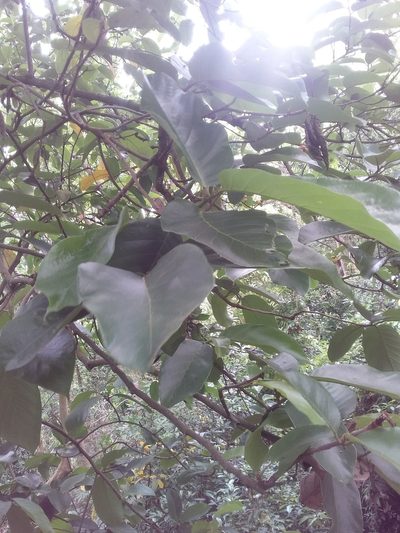 Artocarpus lacucha, photographed by 雷麟霖