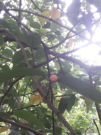 Artocarpus lacucha, photographed by 雷麟霖