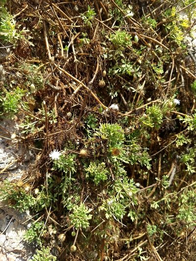 Hofmeisteria urenifolia, photographed by Juan Cruzado Cortés