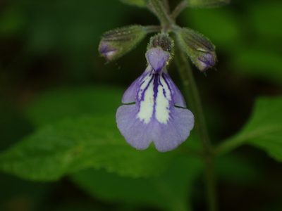Salvia urticifolia, photographed by John P Friel