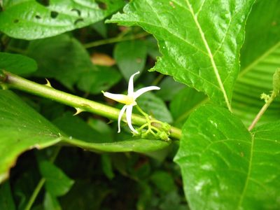 Solanum volubile, photographed by Lena Struwe