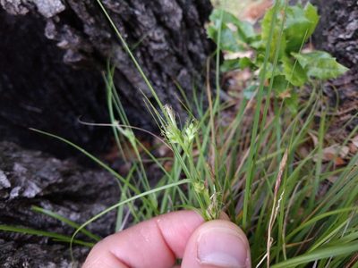 Carex planostachys, photographed by Cleveland Powell