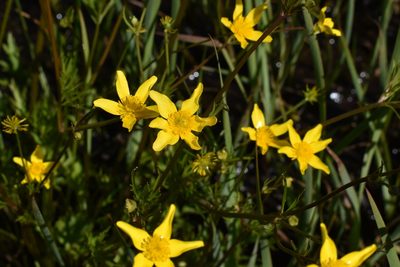 Ranunculus orthorhynchus, photographed by Gail A Baker