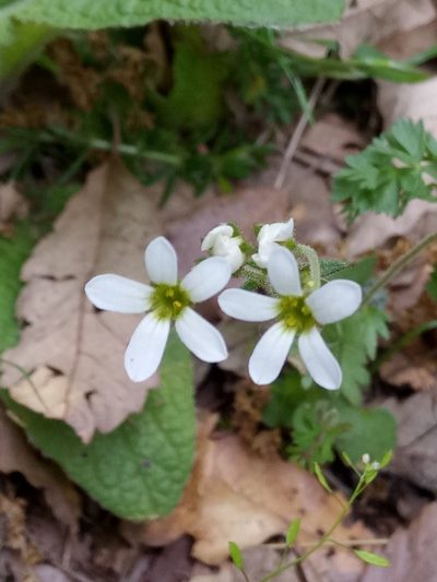Saxifraga carpetana, photographed by Karim Haddad