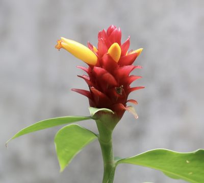 Costus comosus, photographed by Aitor