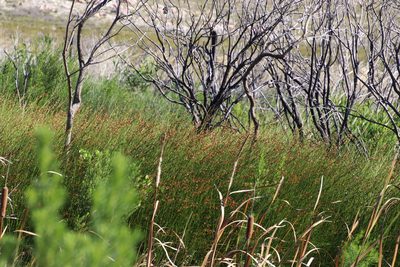 Platycaulos compressus, photographed by Tony Rebelo