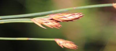 Platycaulos compressus, photographed by Tony Rebelo