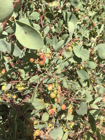 Arctostaphylos mewukka, photographed by rickr