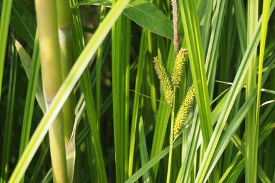 Carex dispalata, photographed by harum.koh