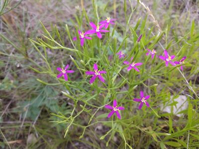 Zeltnera texensis, photographed by Cleveland Powell