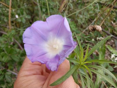 Ipomoea lindheimeri, photographed by Cleveland Powell