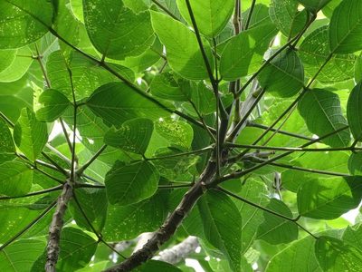 Erythrina edulis, photographed by Esteban Villa Restrepo