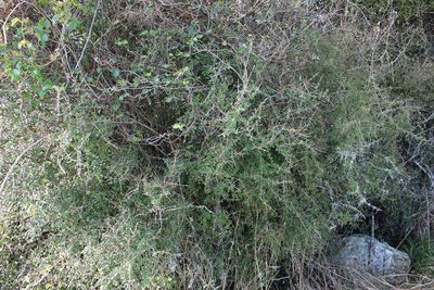 Coprosma wallii, photographed by Joe Potter Butler