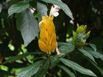 Pachystachys lutea, photographed by Esteban Villa Restrepo
