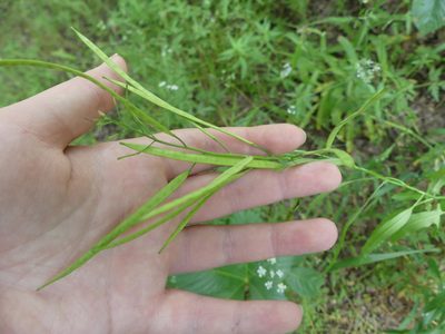 Streptanthus petiolaris, photographed by Morgan Hay
