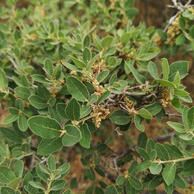 Quercus striatula, photographed by Alejandro Arguelles