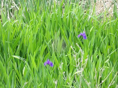 Iris laevigata, photographed by Yoshihiro Tokue