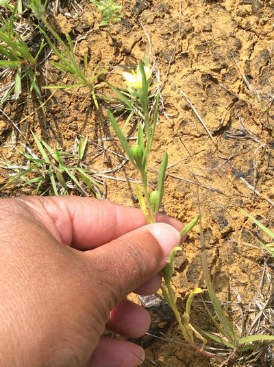 Oenothera spachiana, photographed by Roz Hunter