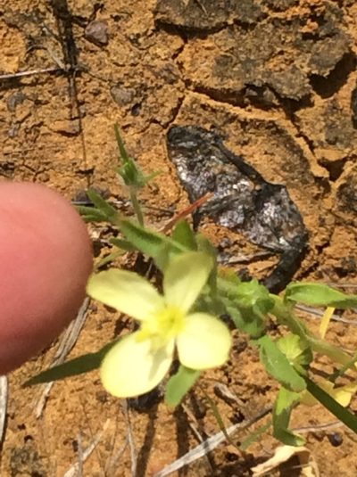 Oenothera spachiana, photographed by Roz Hunter
