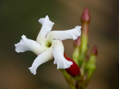 Mesechites citrifolius, photographed by Manuel Ortiz