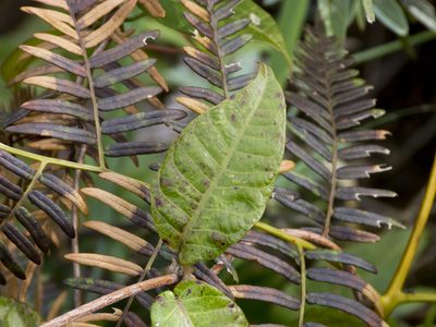 Mesechites citrifolius, photographed by Manuel Ortiz