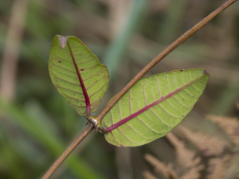 Mesechites citrifolius, photographed by Manuel Ortiz