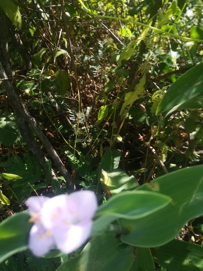 Tradescantia brevifolia, photographed by Francisco Martínez González