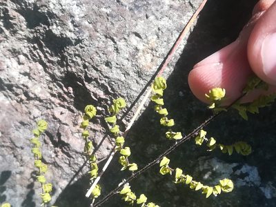 Myriopteris aemula, photographed by Francisco Martínez González