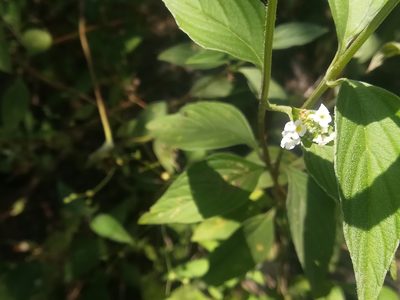 Lantana canescens, photographed by Francisco Martínez González