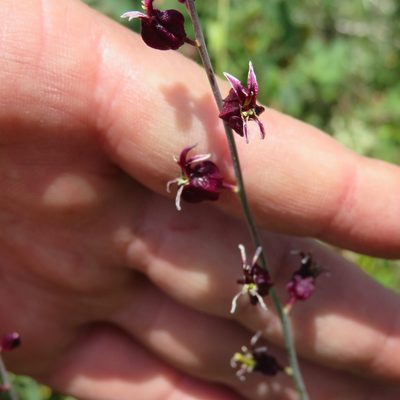 Streptanthus glandulosus, photographed by Daniel Levitis