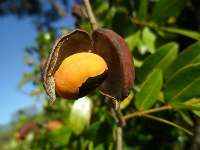 Copaifera langsdorffii, photographed by Márcia Martins