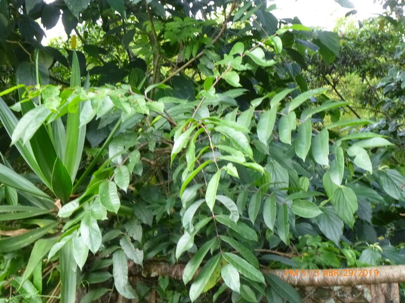 Toxicodendron striatum, photographed by Daniel A. Monsalve Ortiz