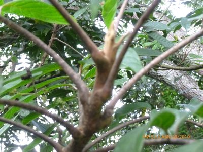 Toxicodendron striatum, photographed by Daniel A. Monsalve Ortiz