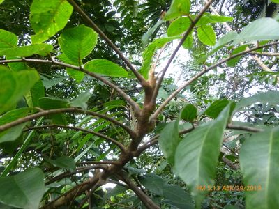 Toxicodendron striatum, photographed by Daniel A. Monsalve Ortiz